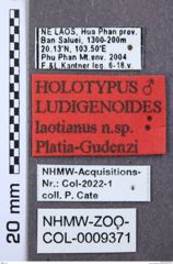 Etikett zu Megapenthes longicornis (Schaeffer, 1916)